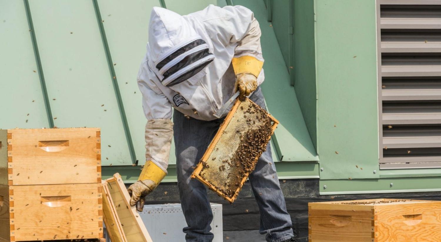 A beekeeper checks the hive atop Fulton Hall